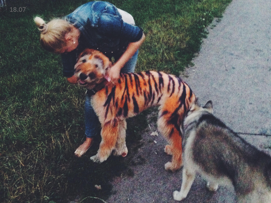 Тигр и собака мужчина