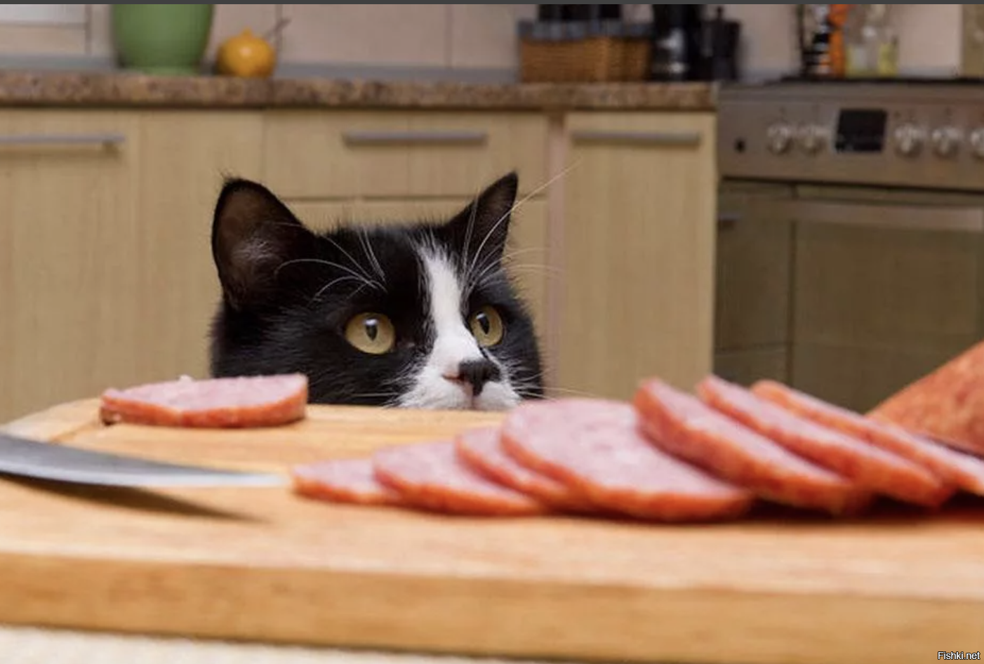 Кошка просит еду. Кот с колбасой. Кот тырит колбасу. Кот ворует колбасу. Кошка ворует еду.