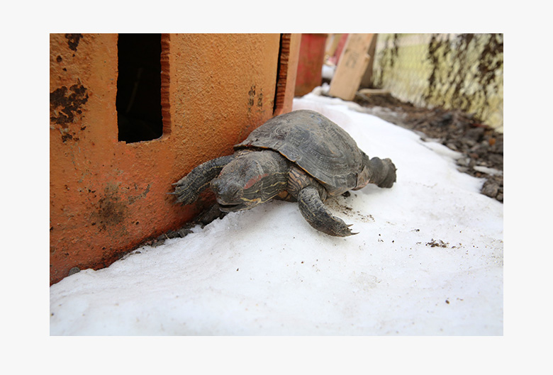 Как зимуют черепахи. Черепашка на улице. Уличные черепахи. Черепаха зимой. Черепашки зимой.