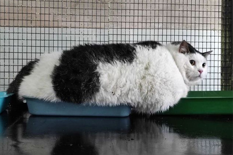 Как сейчас живет самый толстый кот Беларуси Перышко - Как тут жить.