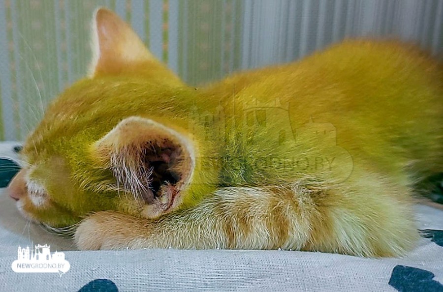 Зеленый котенок обнаружен в Беларуси. И это вроде натуральный окрас - Как  тут жить.