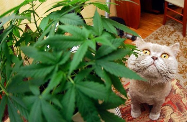 Кот в конопле марихуана сша закон